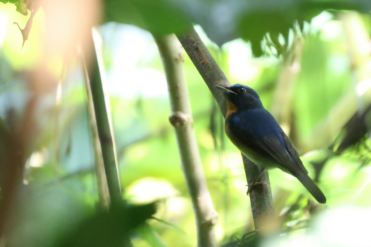 Chinese Blue Flycatcher - ML633632920