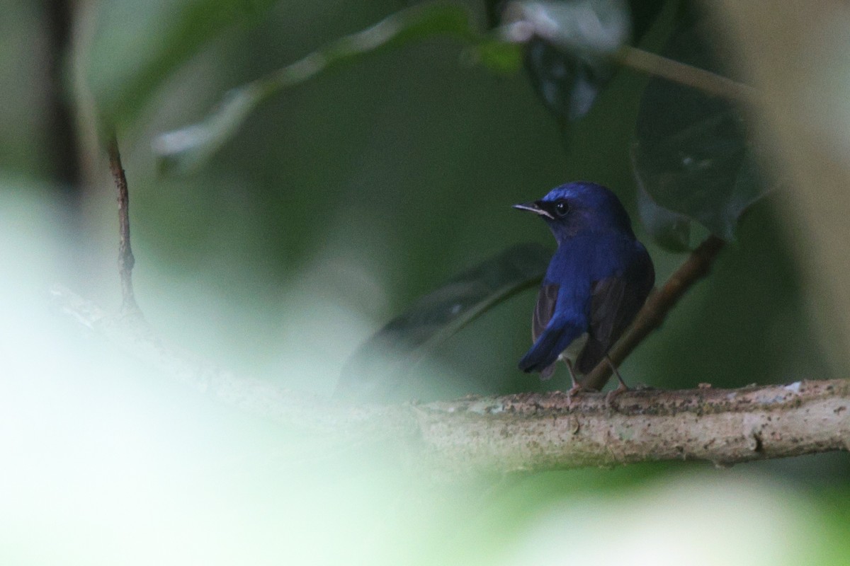 Chinese Blue Flycatcher - ML633632933