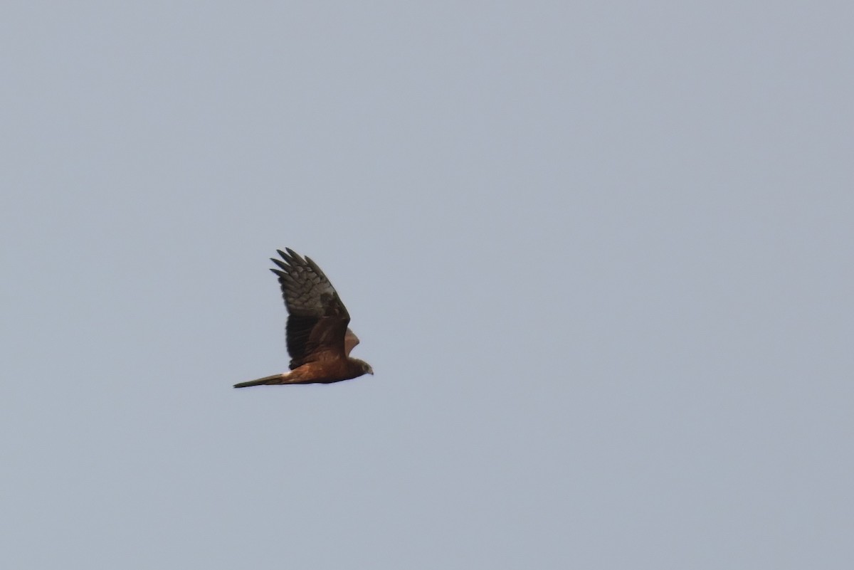 Pied Harrier - ML633632971