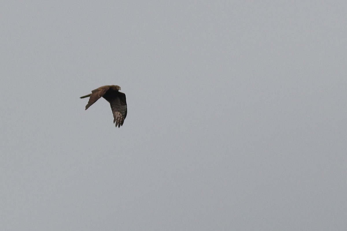 Pied Harrier - ML633632972