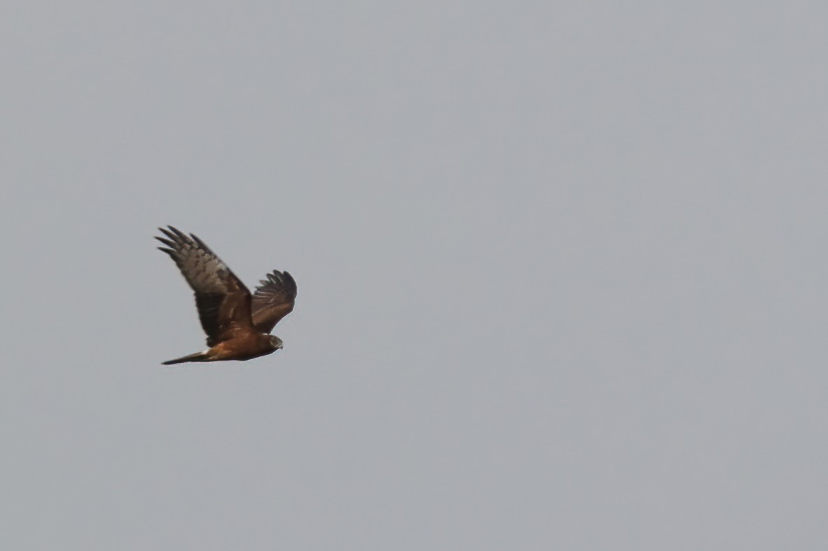 Pied Harrier - ML633632974