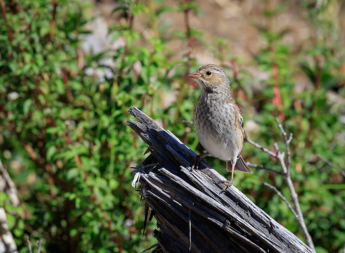 Mourning Sierra Finch - ML633633072