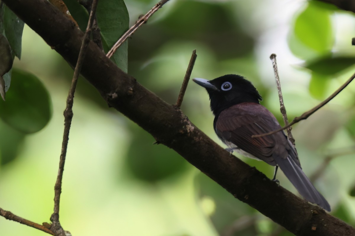 Black Paradise-Flycatcher - ML633633080