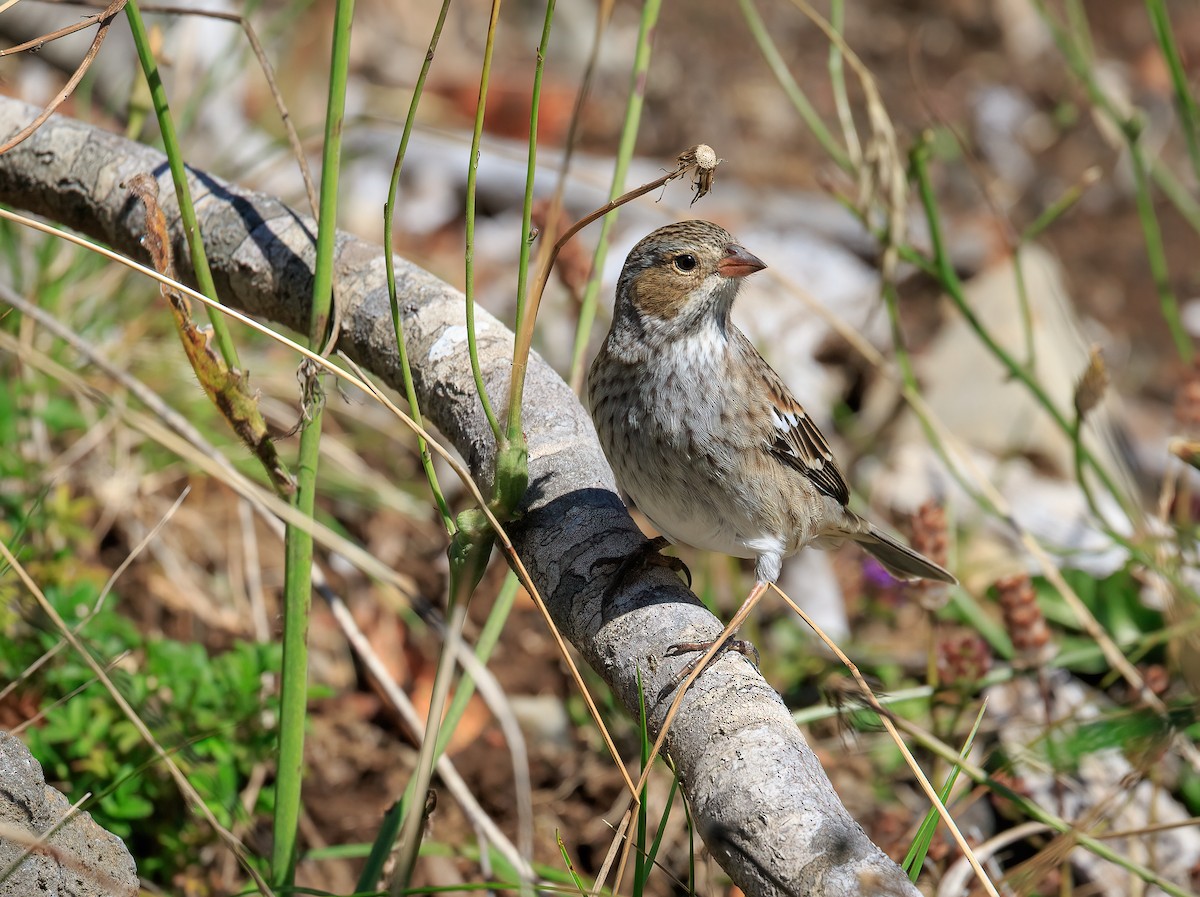 Mourning Sierra Finch - ML633633082