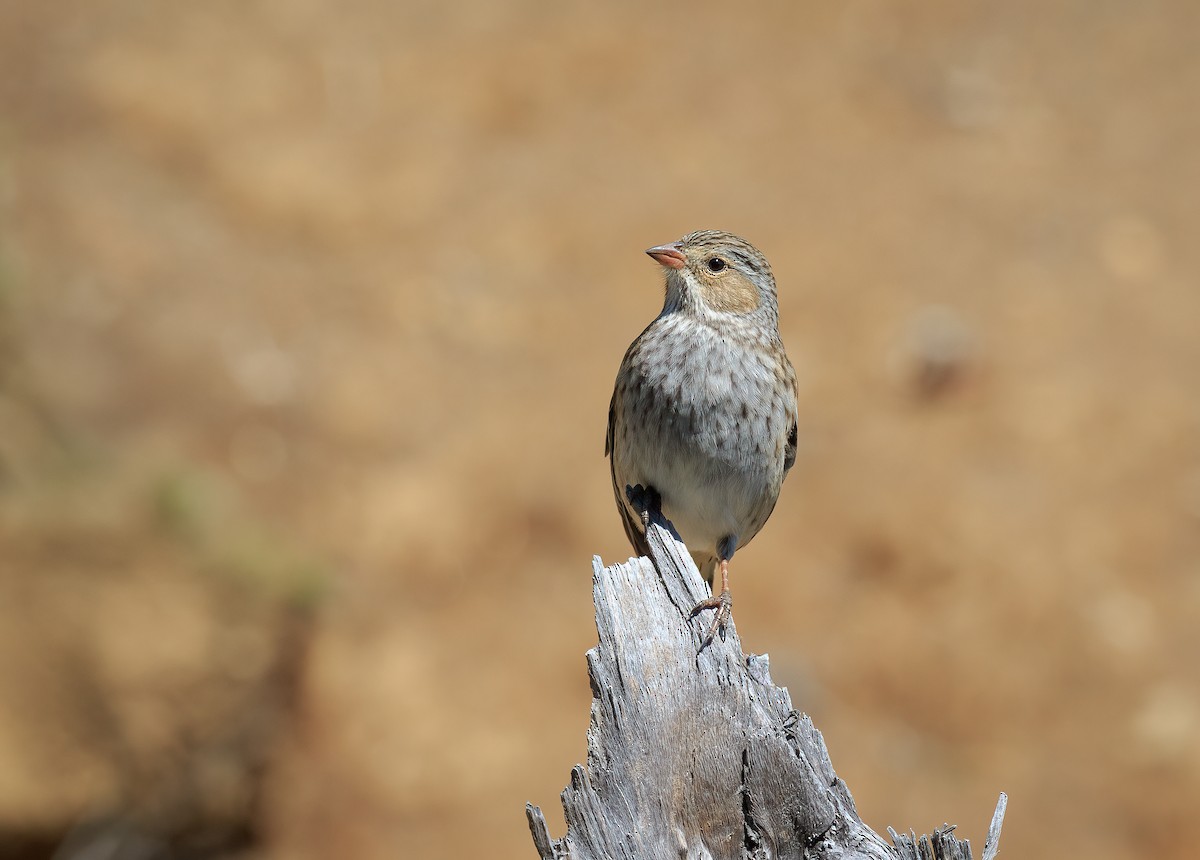 Mourning Sierra Finch - ML633633091