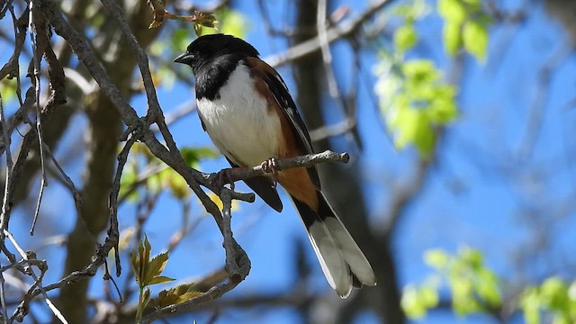 Spotted Towhee - ML633633127