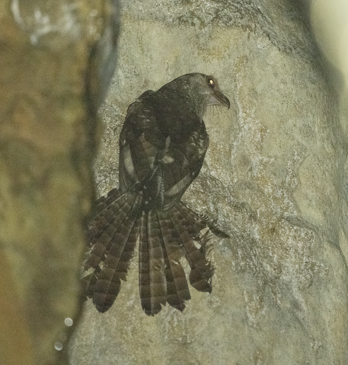 Oilbird - ML633633168
