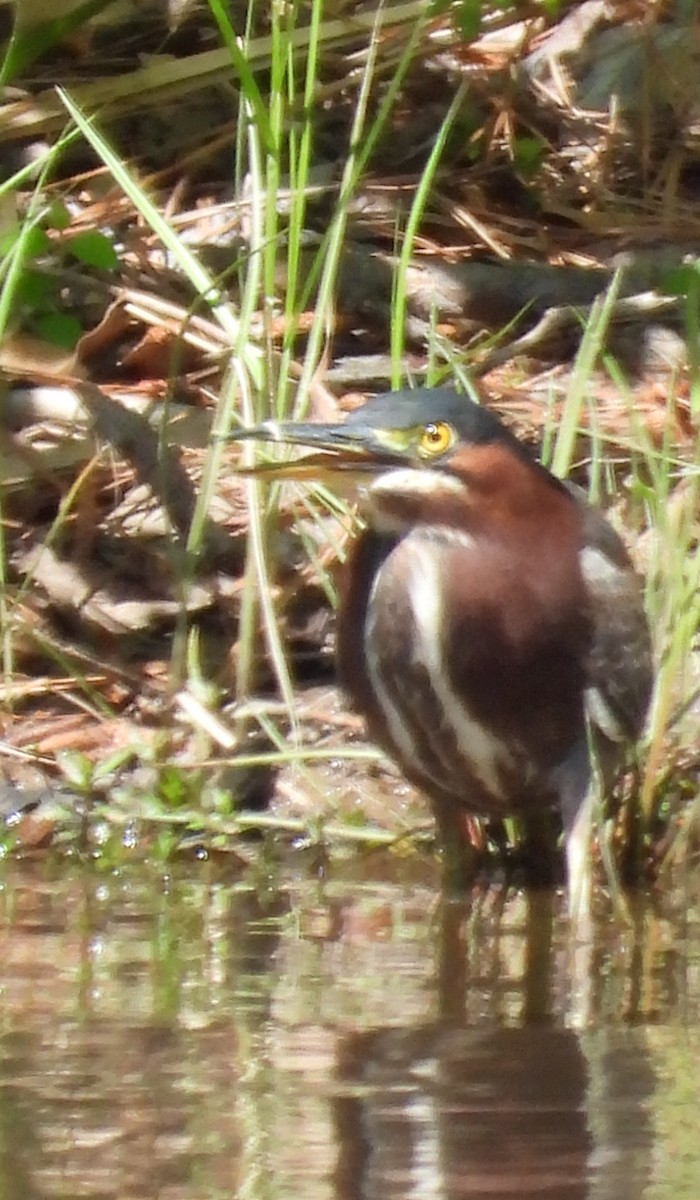 Green Heron - ML633633252
