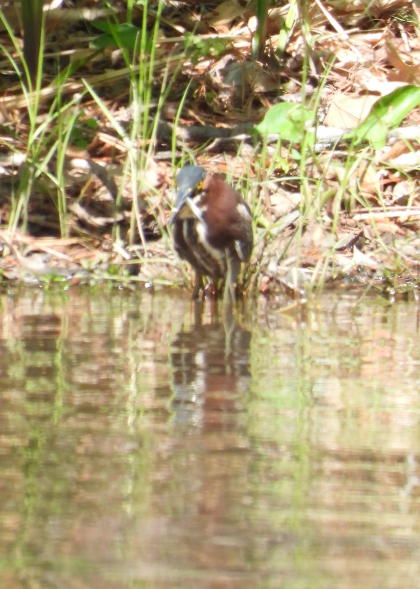 Green Heron - ML633633253