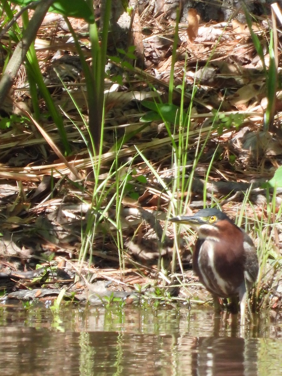 Green Heron - ML633633254