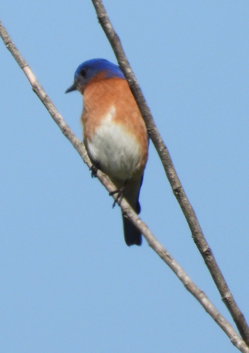 Eastern Bluebird - ML633633285