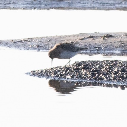 Calidris sp. (peep sp.) - ML633633290