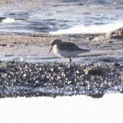 Calidris sp. (peep sp.) - ML633633291