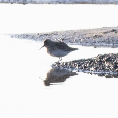 Calidris sp. (peep sp.) - ML633633292