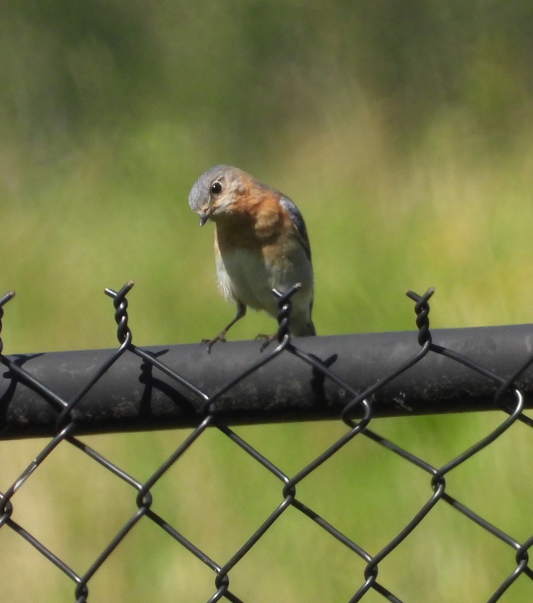 Eastern Bluebird - ML633633310