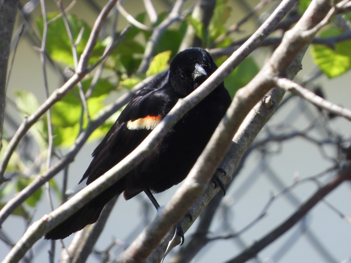 Red-winged Blackbird - ML633633333