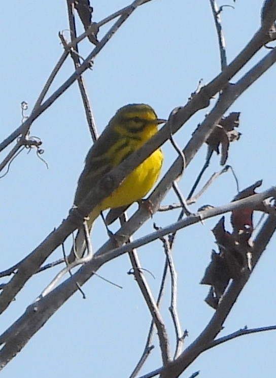 Prairie Warbler - ML633633394