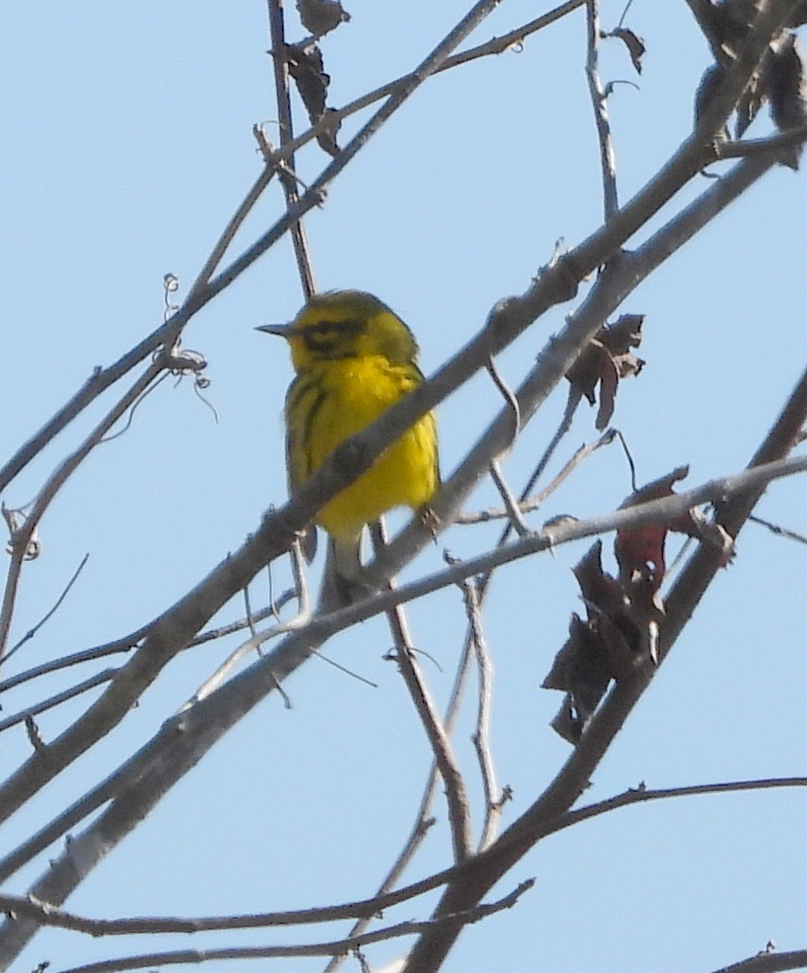 Prairie Warbler - ML633633395