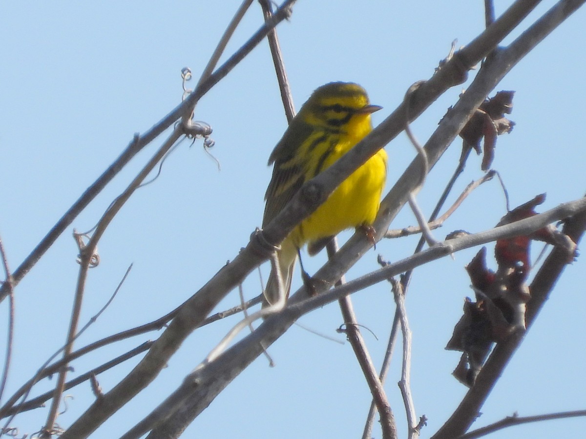 Prairie Warbler - ML633633396