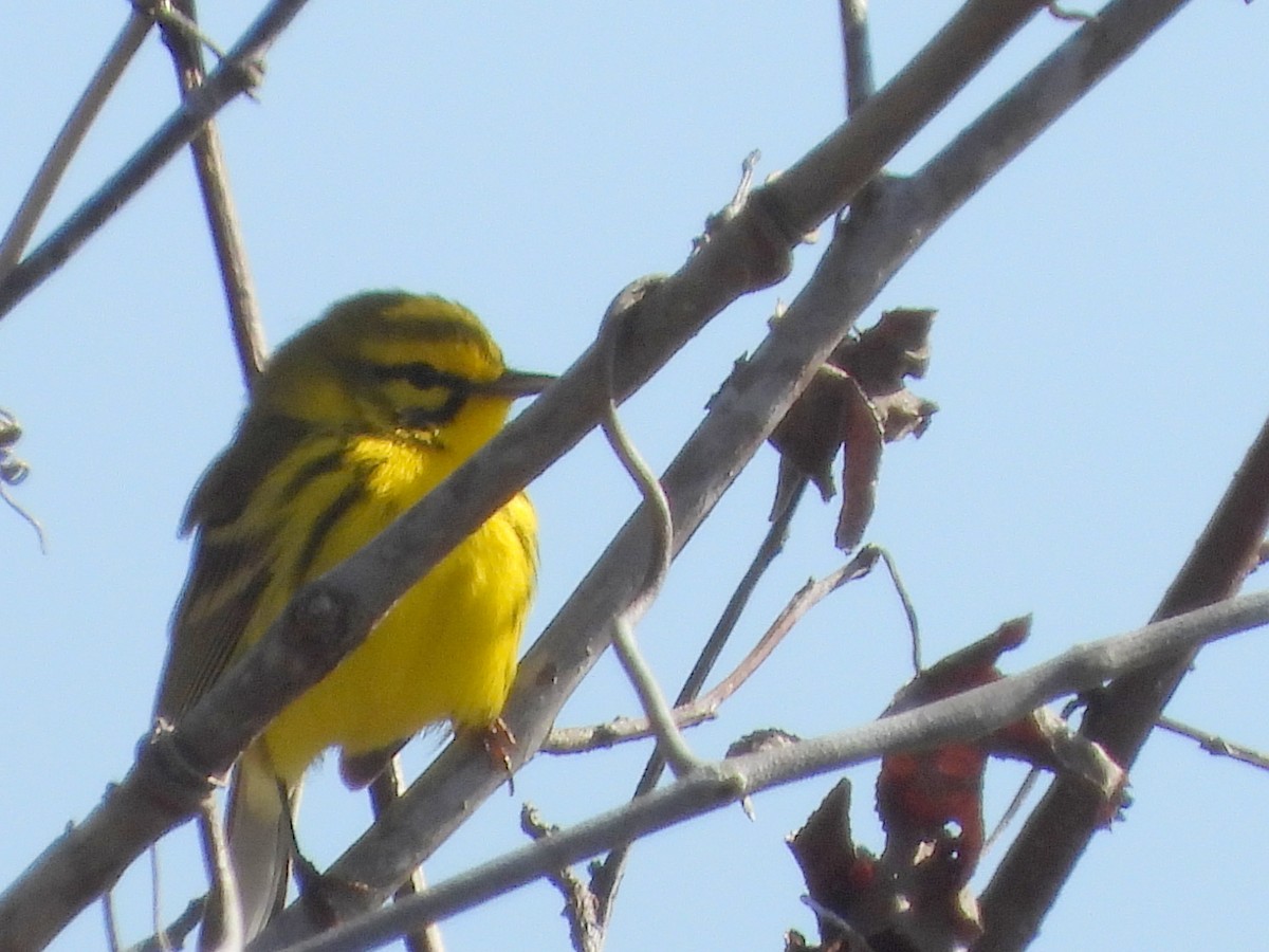 Prairie Warbler - ML633633397