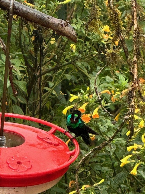 Tourmaline Sunangel - ML633633424