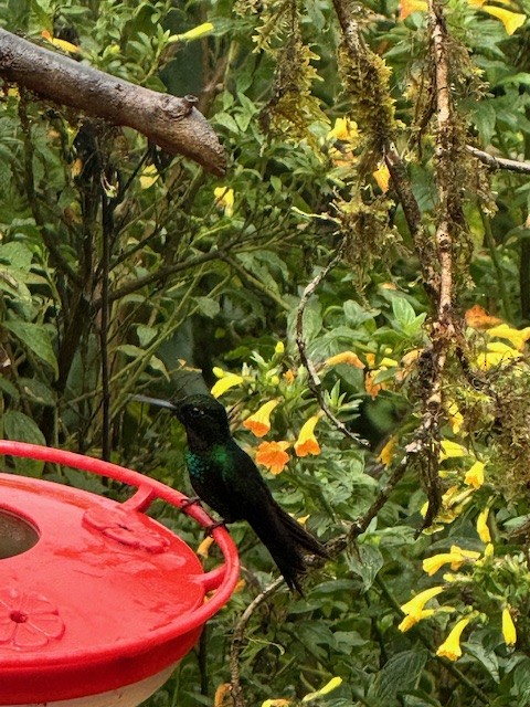 Tourmaline Sunangel - ML633633425