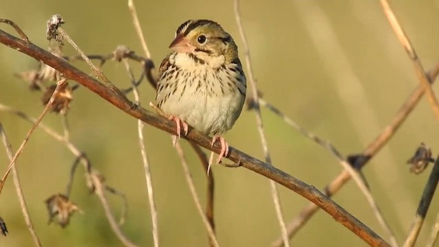 Henslow's Sparrow - ML633633439