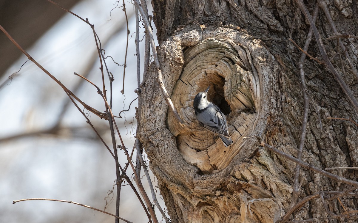 White-breasted Nuthatch - ML633633507