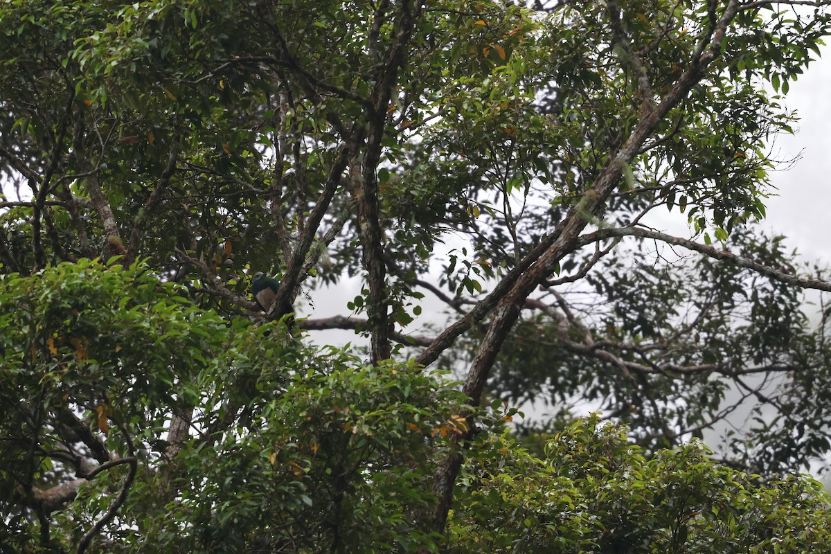 Pink-bellied Imperial-Pigeon - ML633633530