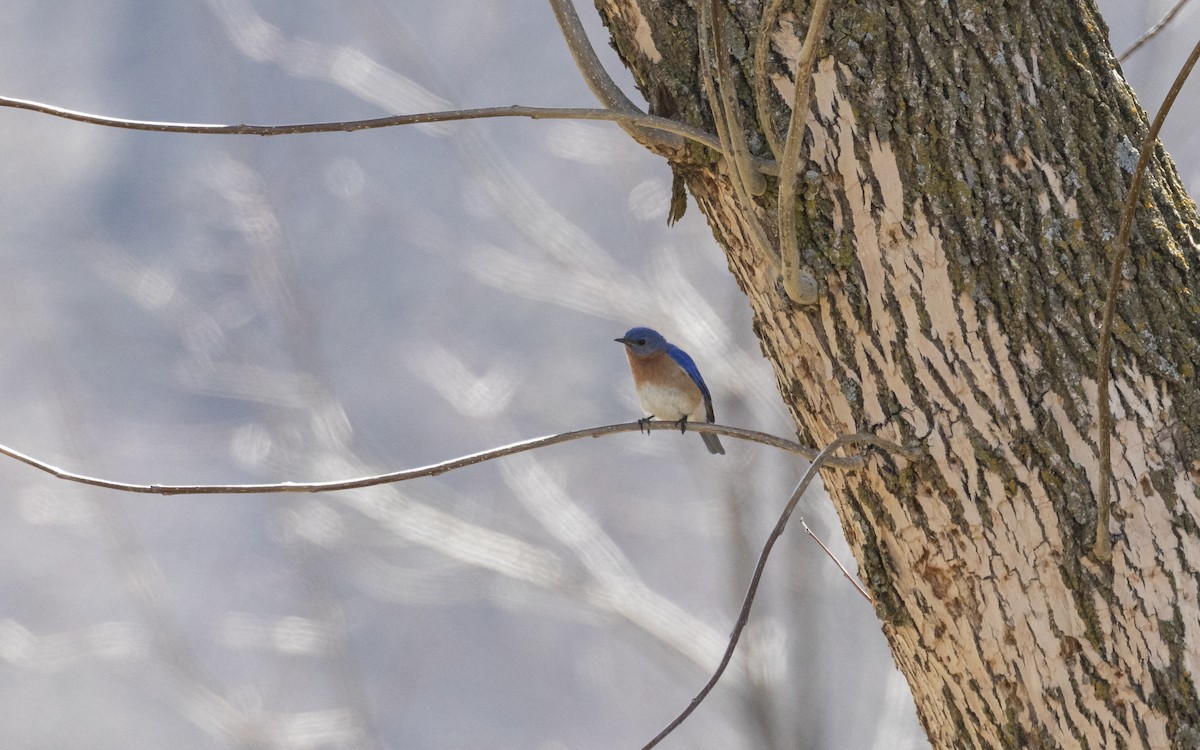 Eastern Bluebird - ML633633540