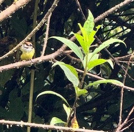 Rufous-crowned Tody-Flycatcher - ML633633549