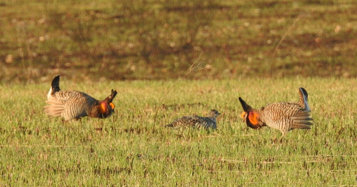 Greater Prairie-Chicken - ML633633563
