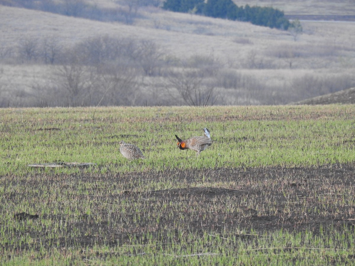 Greater Prairie-Chicken - ML633633566