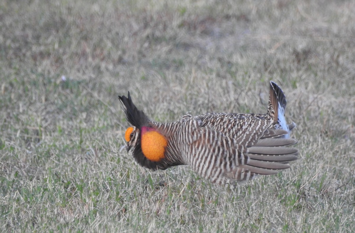 Greater Prairie-Chicken - ML633633567
