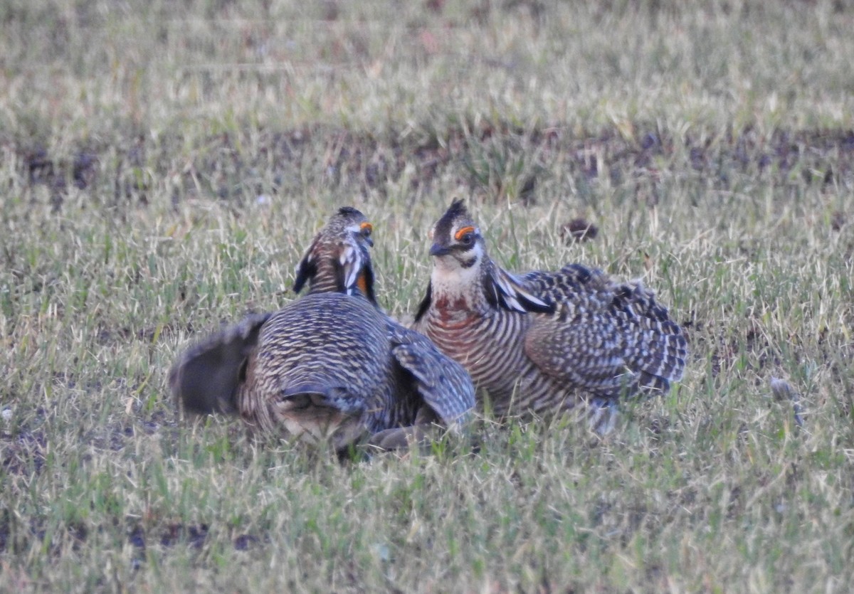 Greater Prairie-Chicken - ML633633568