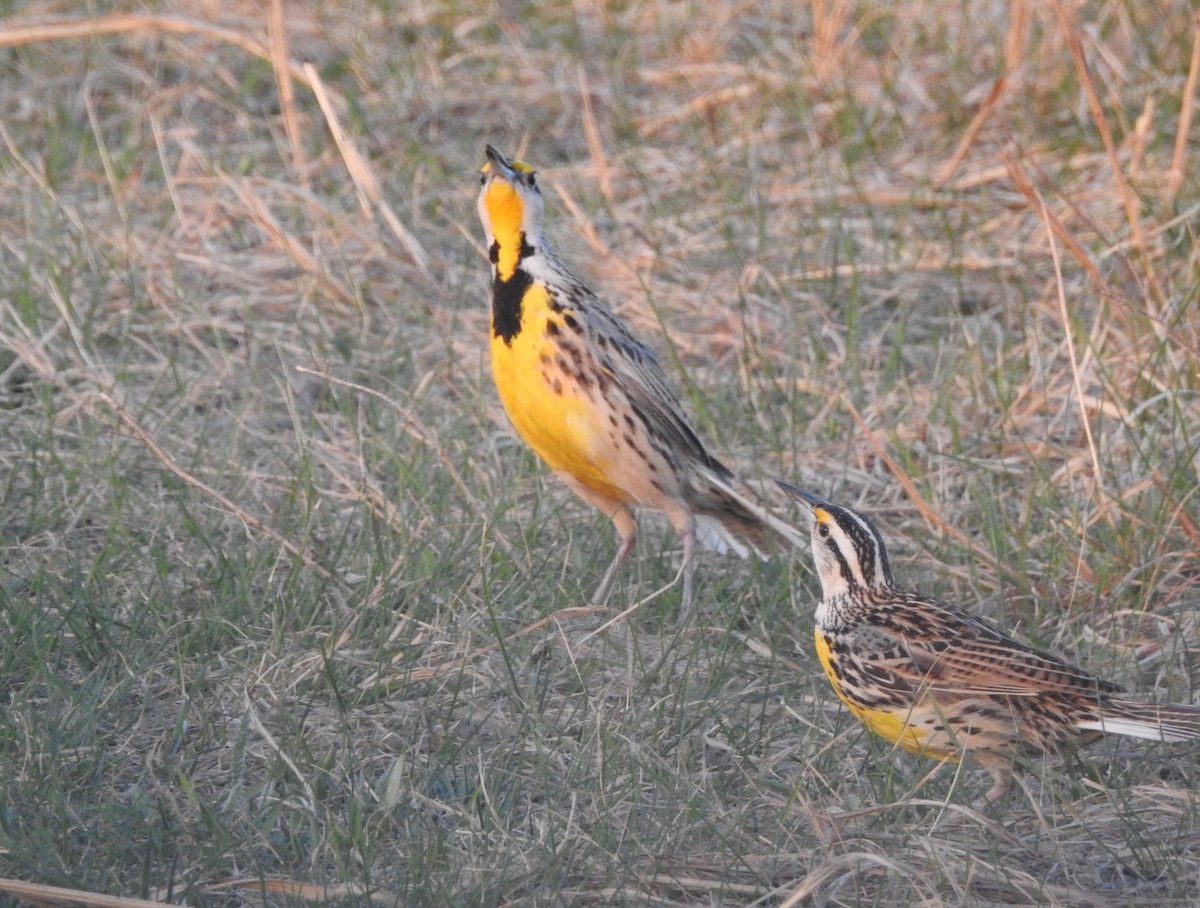 Eastern Meadowlark - ML633633607