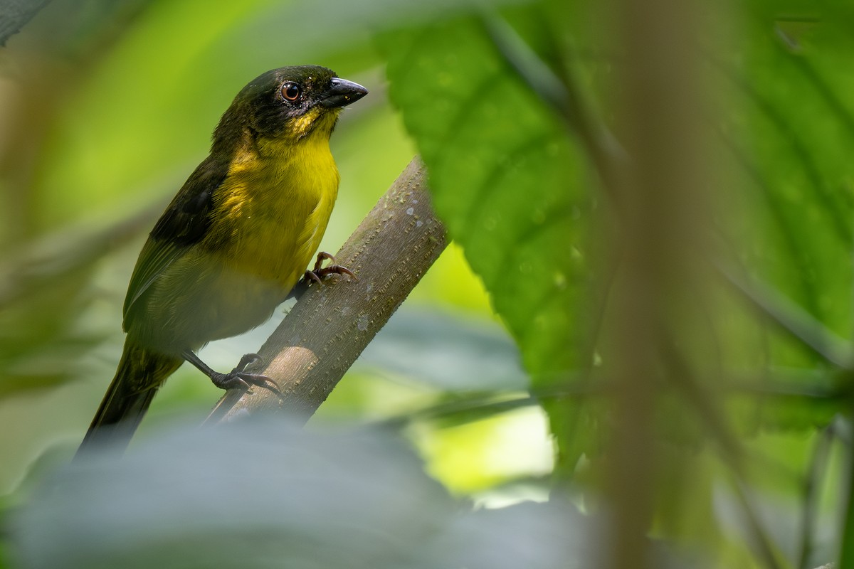 Dusky-headed Brushfinch - ML633633630