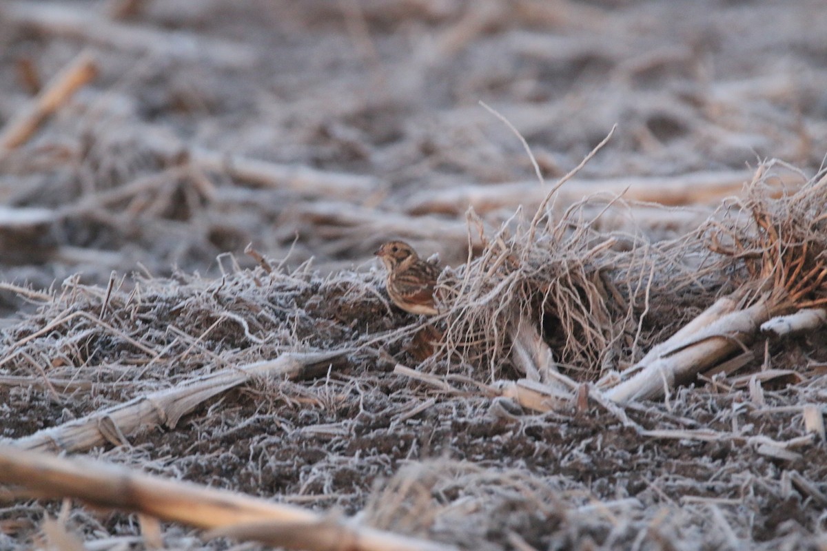 Lapland Longspur - ML633633642