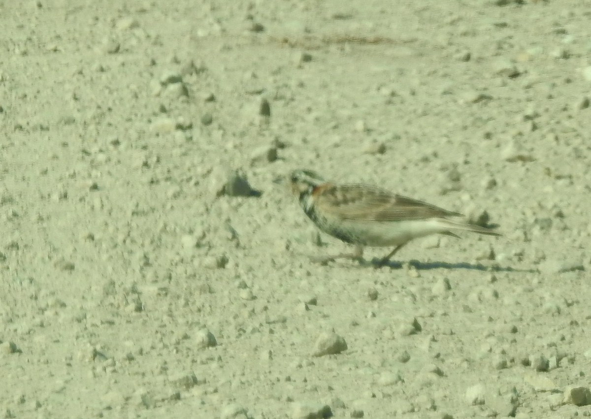 Chestnut-collared Longspur - ML633633644