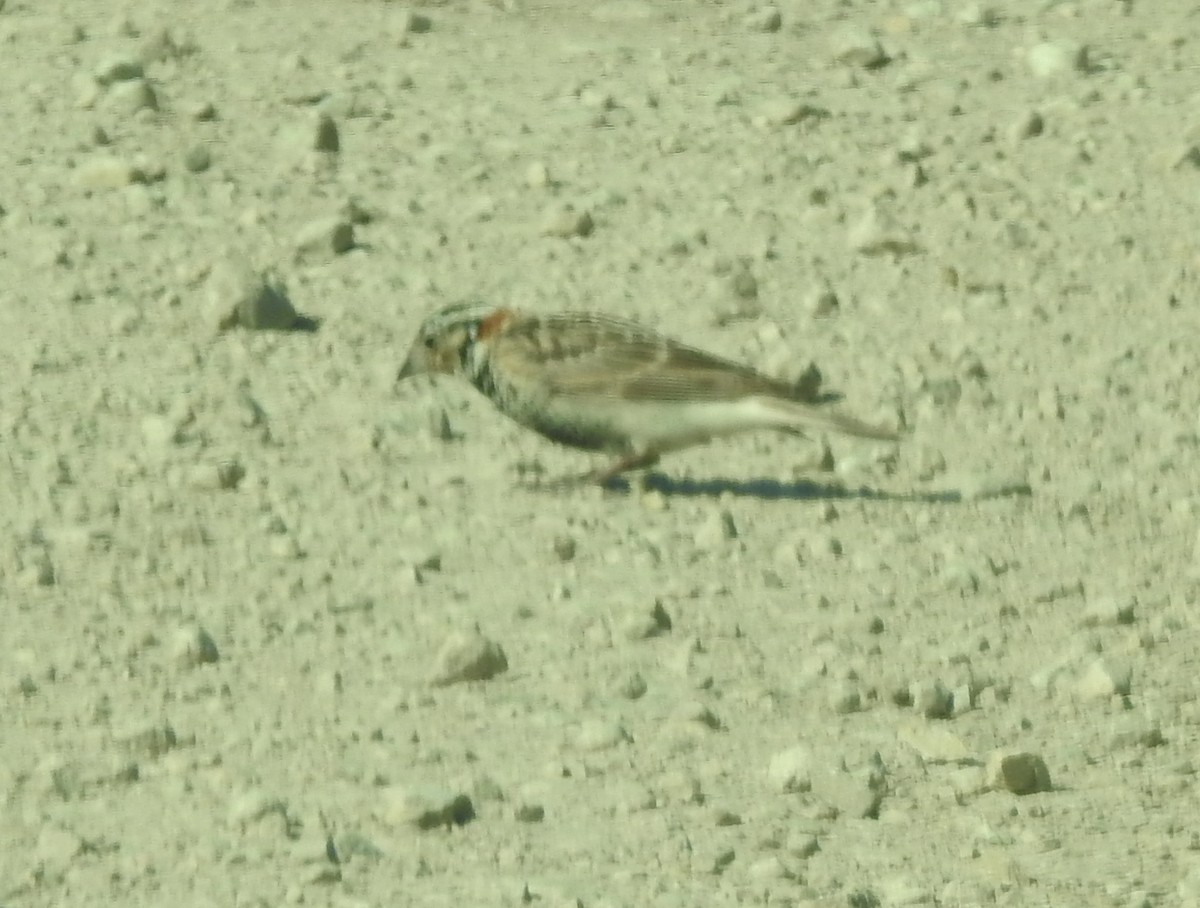 Chestnut-collared Longspur - ML633633645