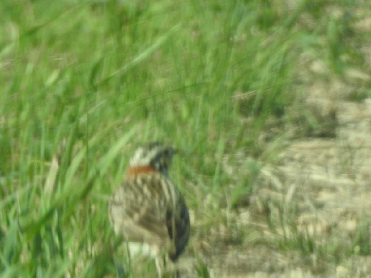 Chestnut-collared Longspur - ML633633646