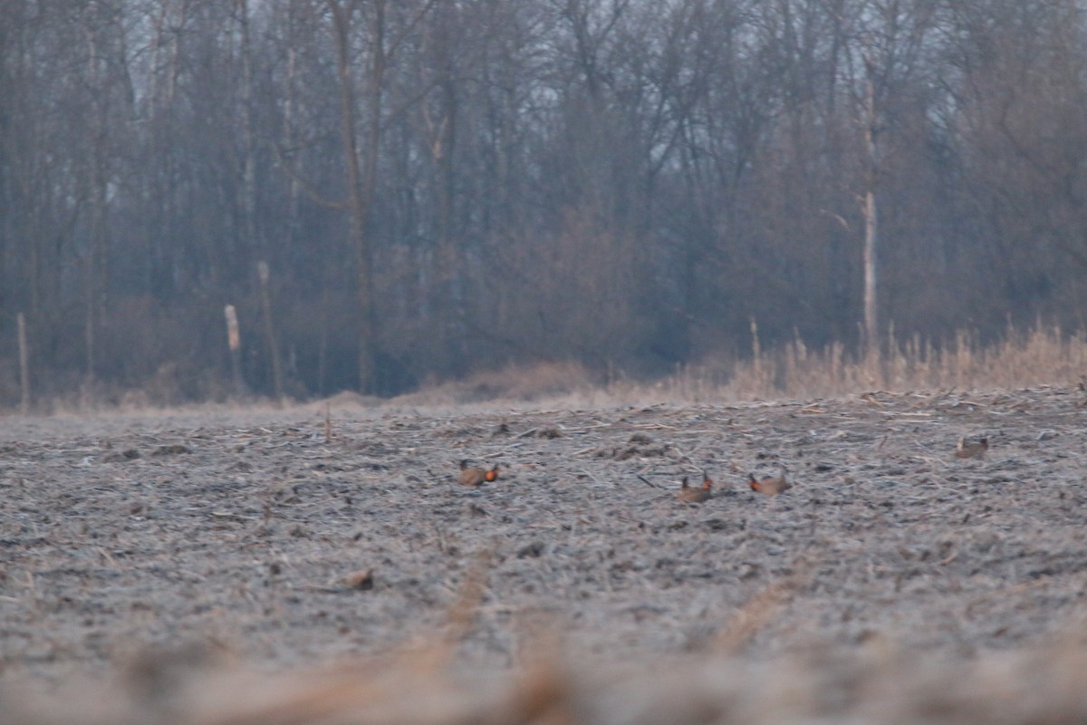 Greater Prairie-Chicken - ML633633648