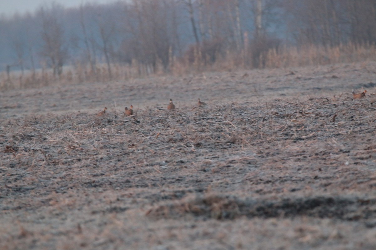 Greater Prairie-Chicken - ML633633653