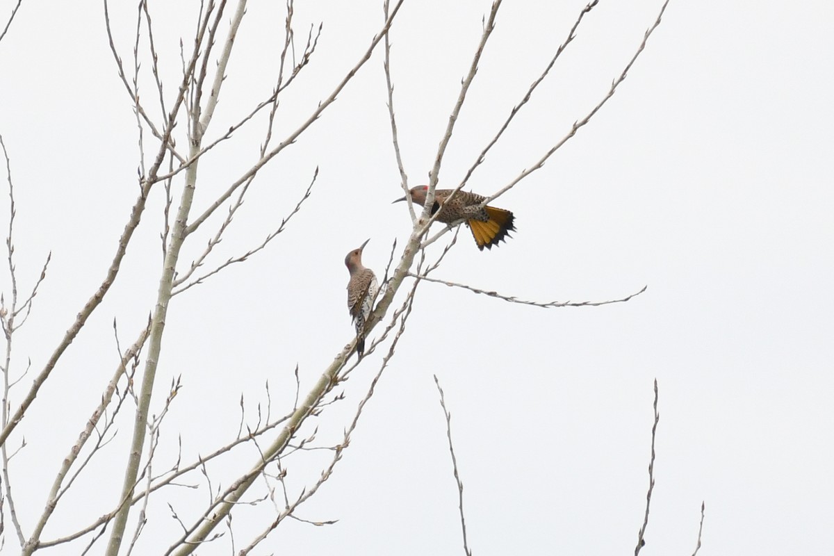 ハシボソキツツキ（auratus／luteus） - ML633633658