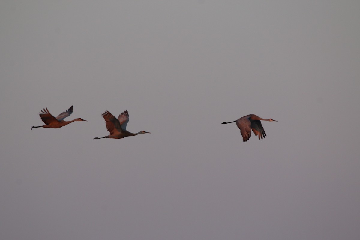 Sandhill Crane - ML633633659