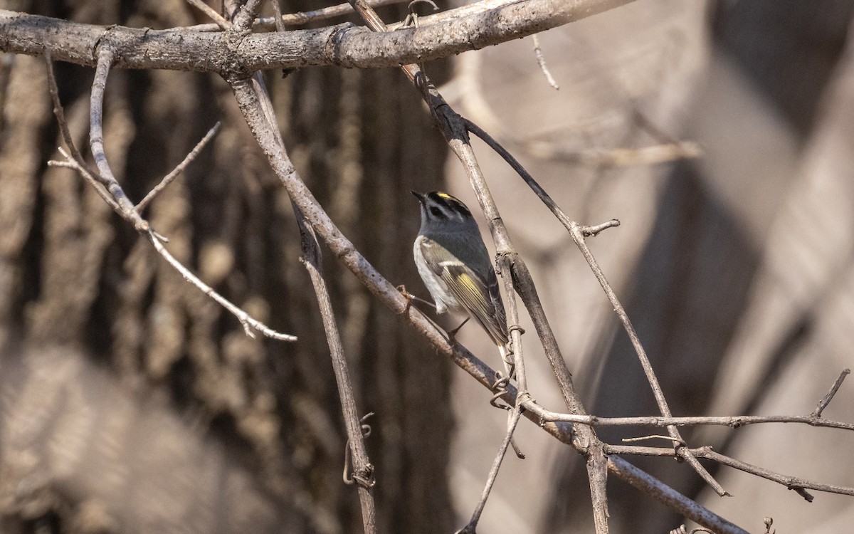 Golden-crowned Kinglet - ML633633666