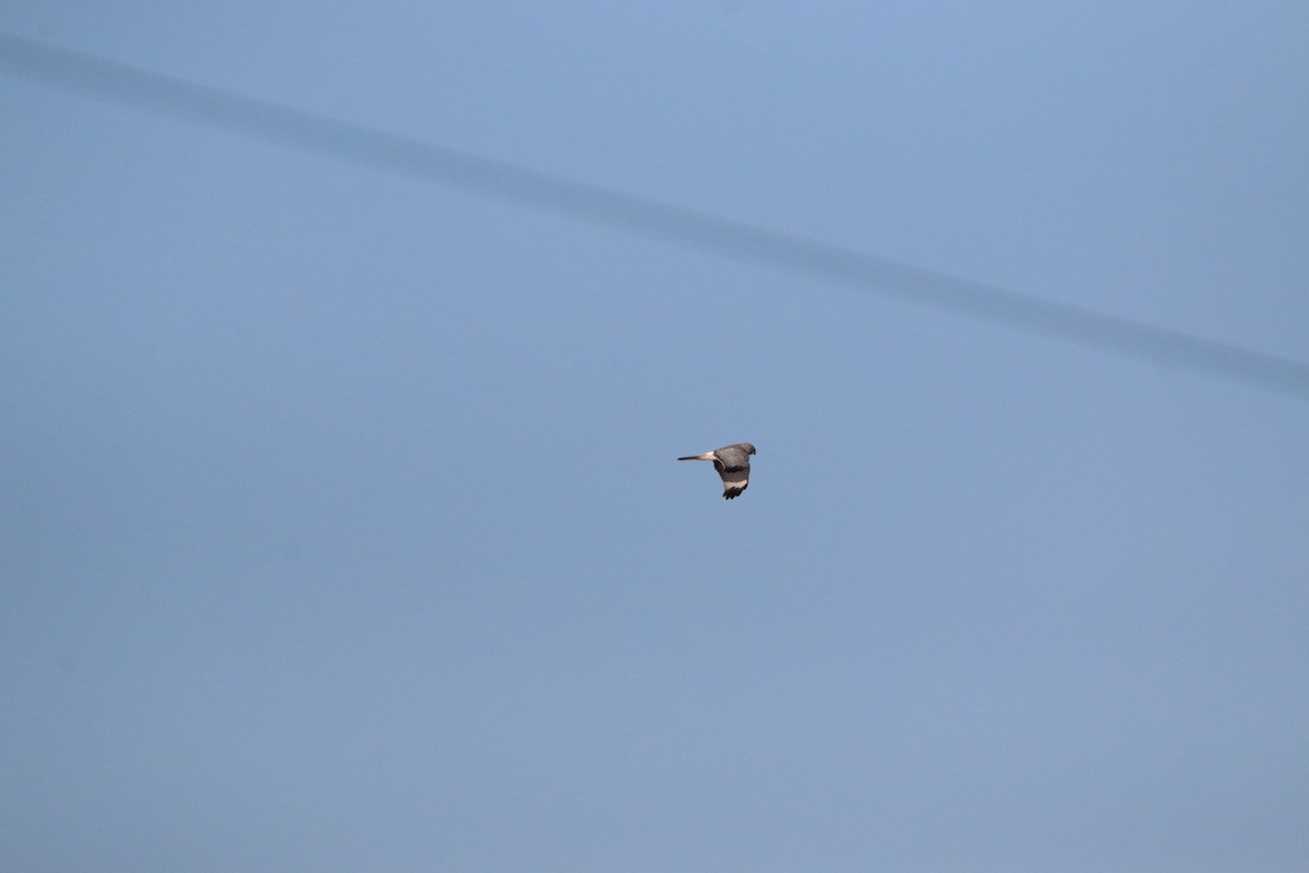 Northern Harrier - ML633633685