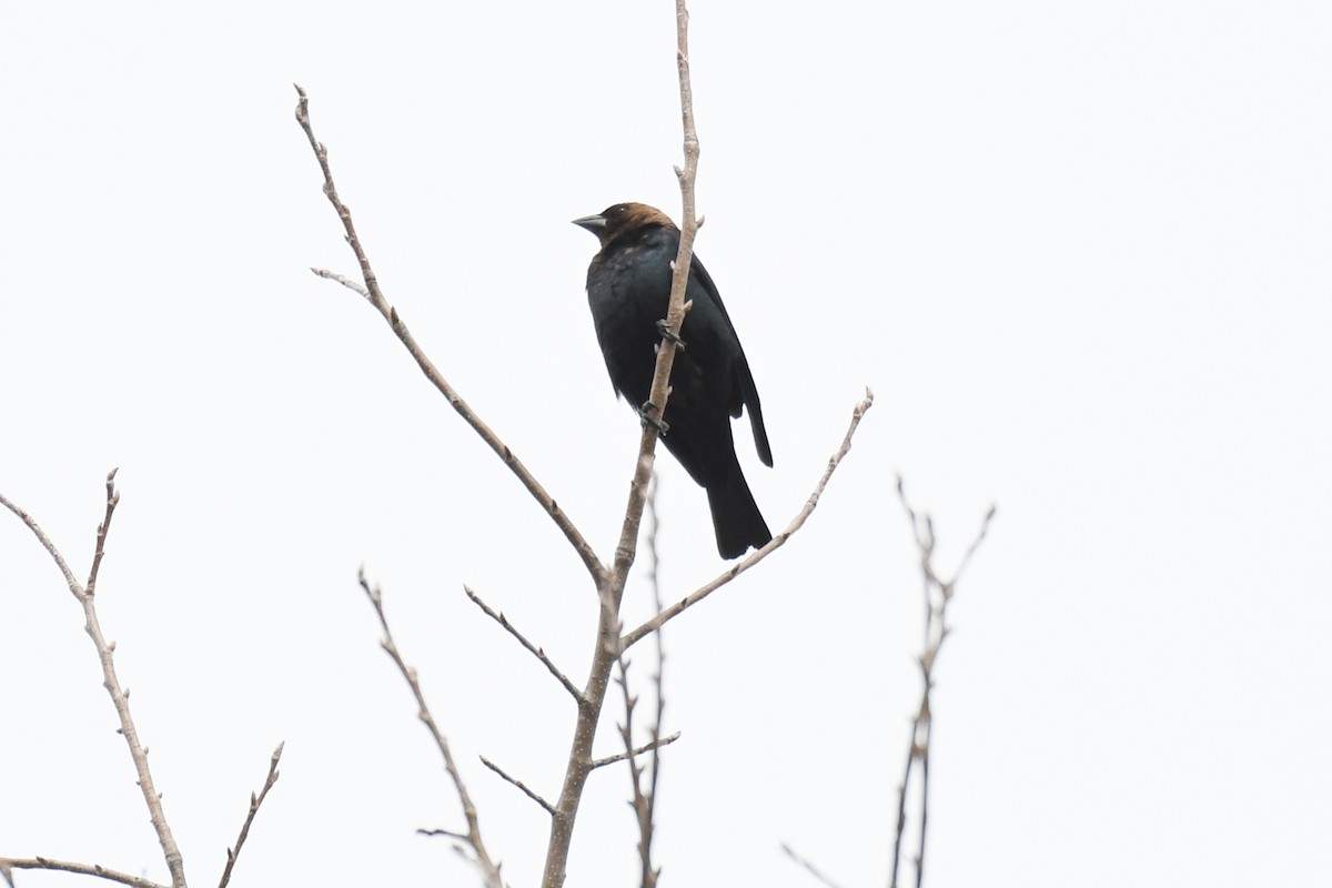 コウウチョウ - ML633633786