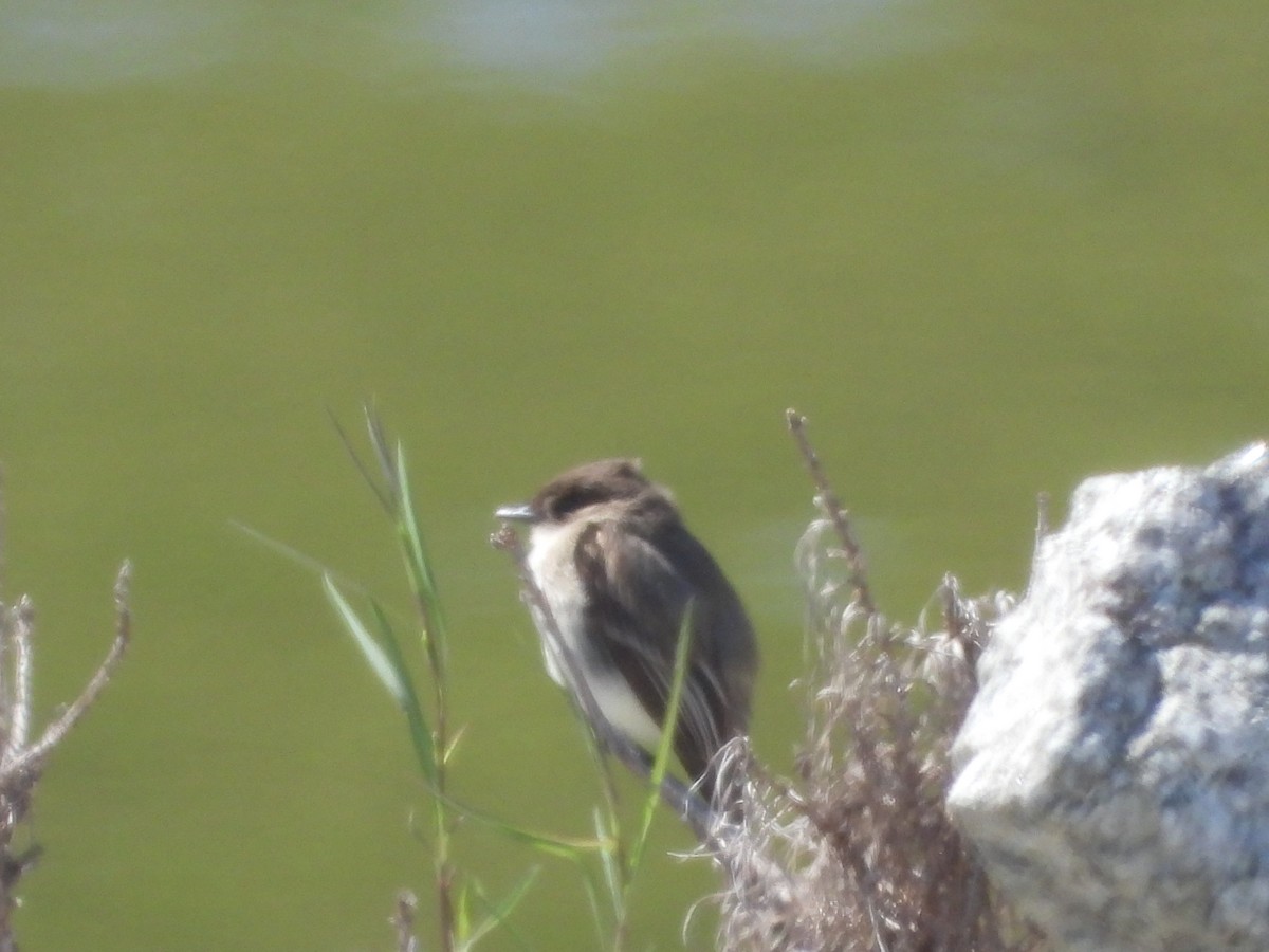 Eastern Kingbird - ML633633863