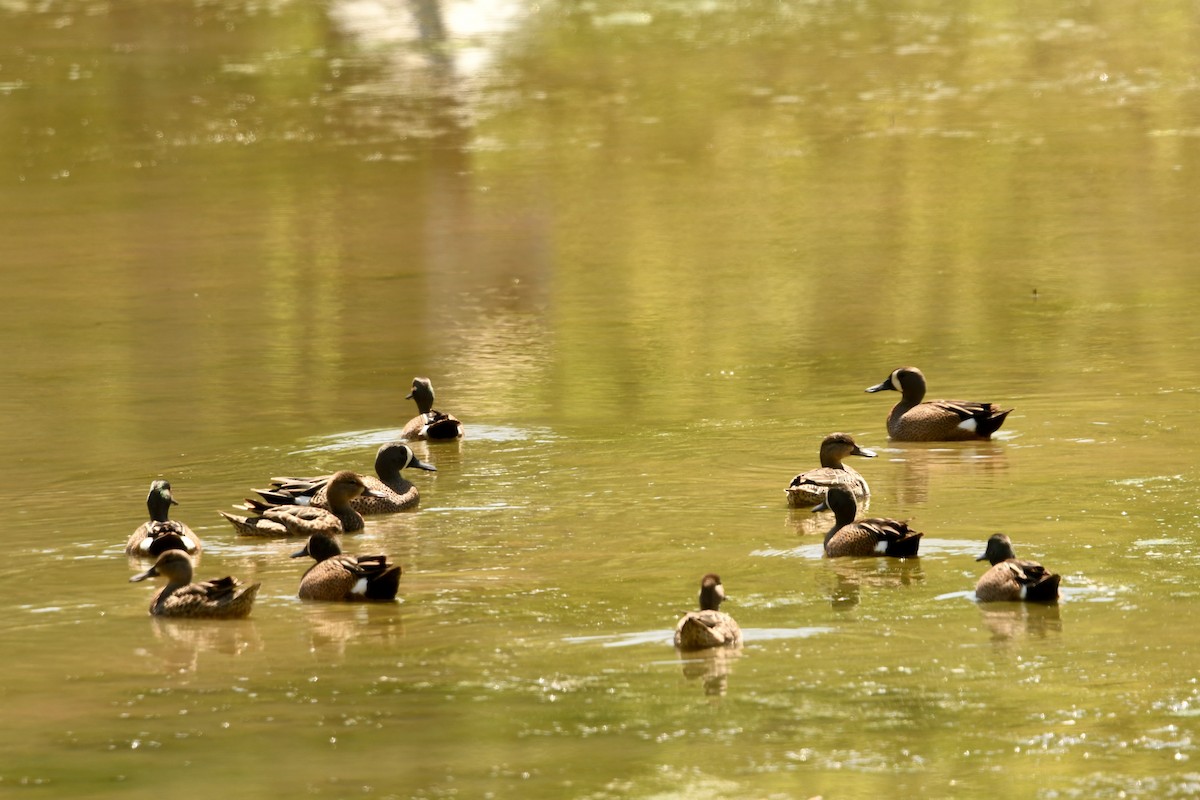 Blue-winged Teal - ML633633917